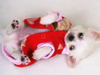 Lovely Puppy Slide image