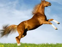 image bg Horse Slide