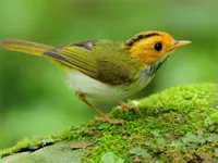 image bg Birds Slide